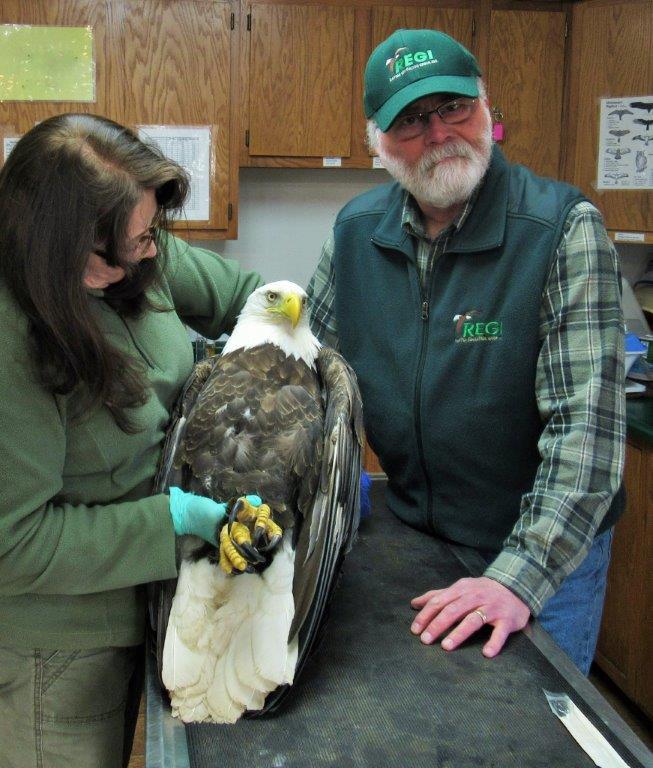 We are grateful to Steve Fisher for transporting this handsome eagle to R.E.G.I. from Mosinee where he was found on the ground unable to walk. 