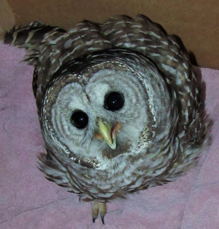 He is looking lots better now and will soon be going home. He sustained a fractured leg but is recovering well.