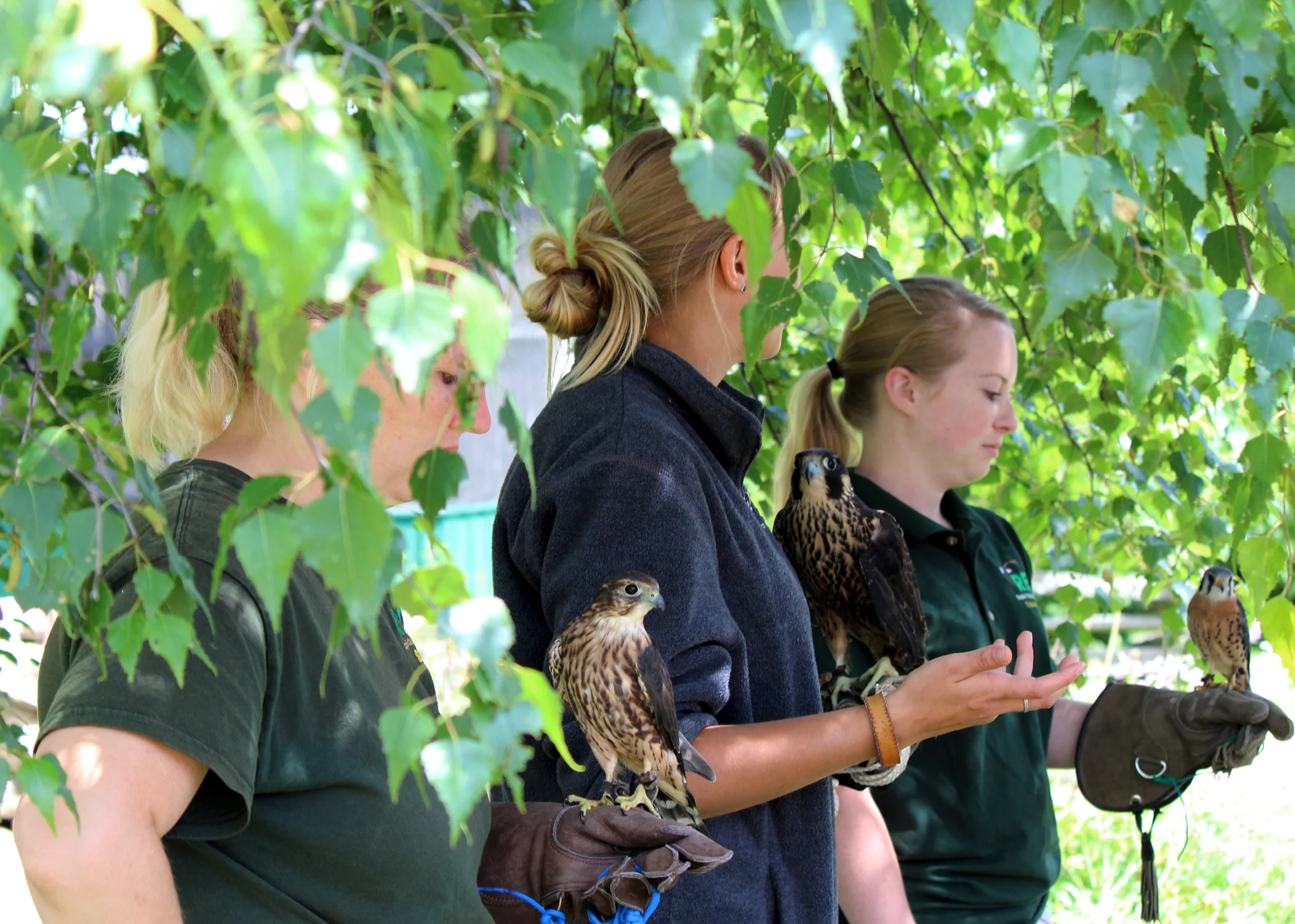 Director of Education, Abbey Krumrie holds a Merlin Falcon, Education Intern Elise Worthel holds an immature Peregrine Falcon, and Rehabilitation Intern, Victoria Schweitzer holds an American Kestrel falcon.