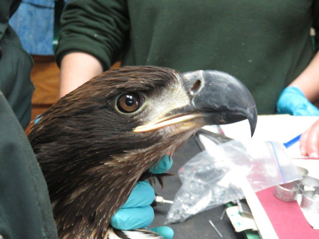 Eagle Release Saturday February 20 2016 Raptor Education