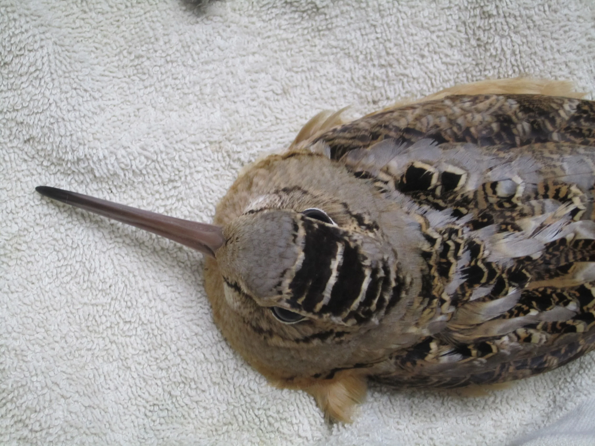 An American Woodcock resting after being hit by a car.