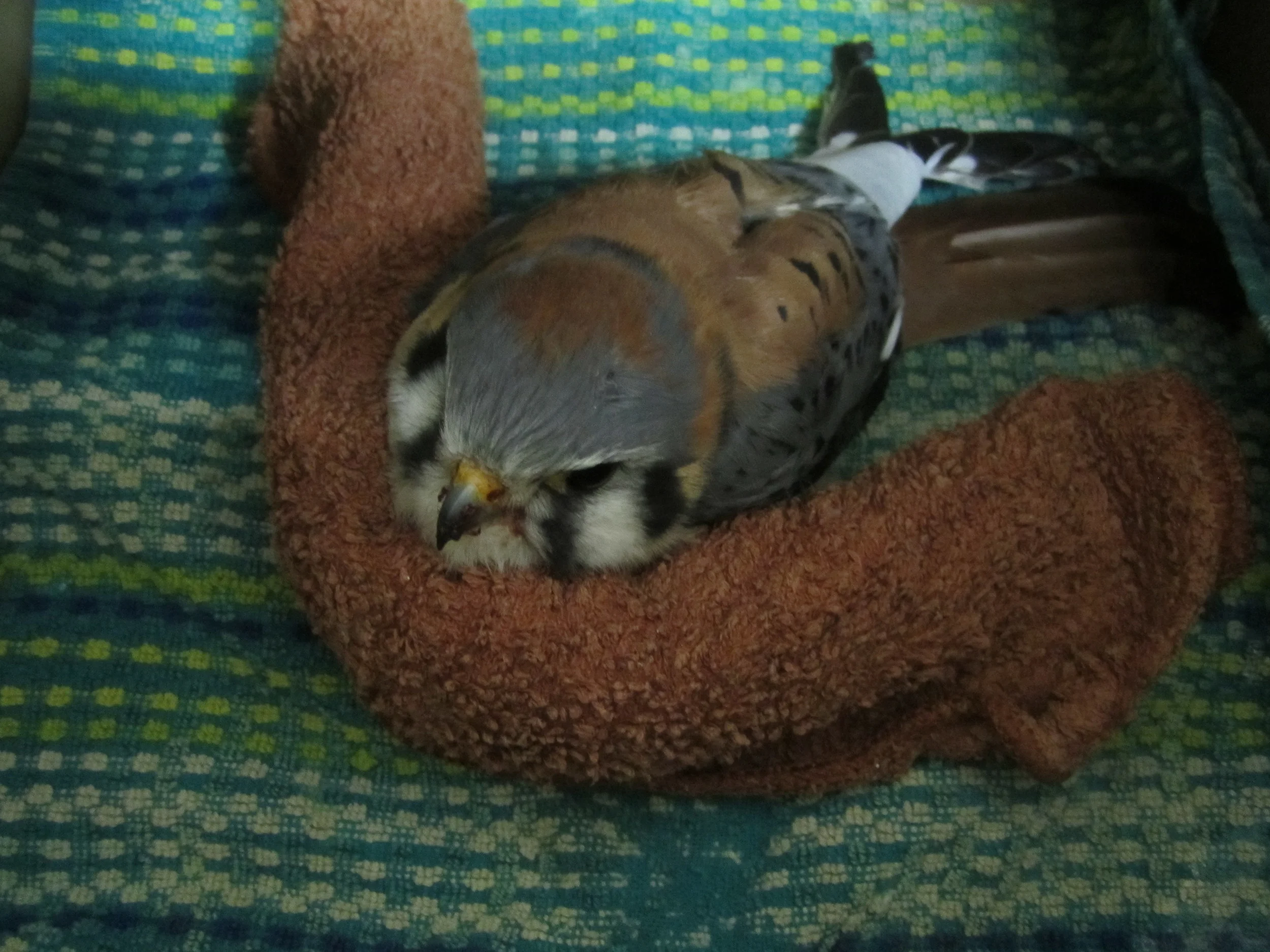American Kestrels are one of the few raptors you can distinguish male or female based on color. Here the male shows his slate blue/gray wings where as females continue the brown. He suffered an injury to his right wing and is resting comfortably here after admission.