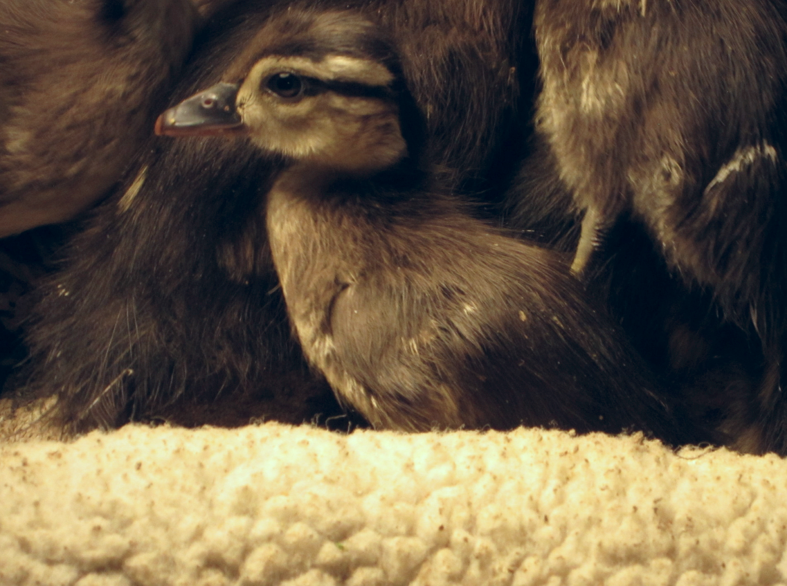 One of our Wood Ducklings currently in care surrounded by his siblings.