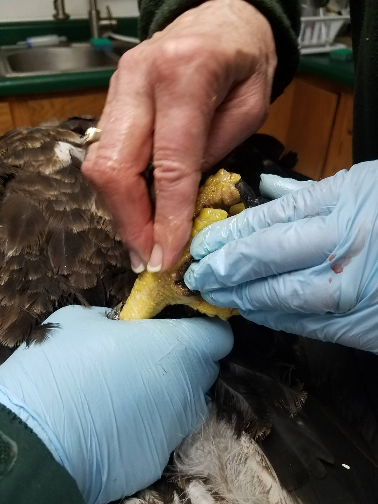 A foot massage with udder balm is mandatory prior to a winter release. Eagles' feet are very sensitive and must be in great condition before release to allow them to hunt well. 