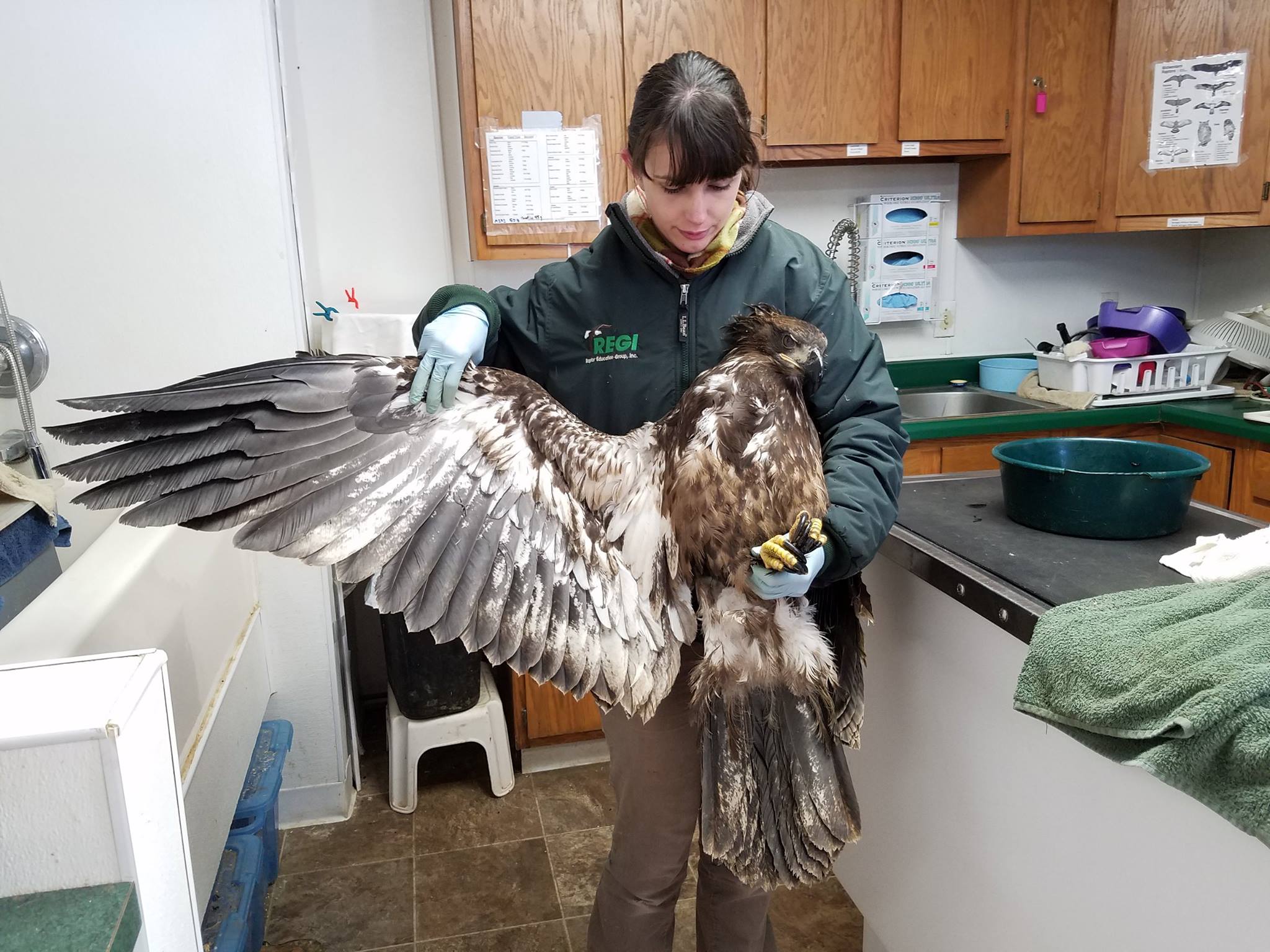 A once fractured wing now healed. This beautiful 2 yr old Bald Eagle was released on the 14th. 