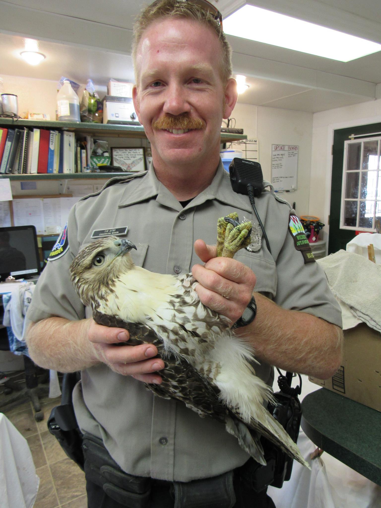 Thank you to WI DNR Warden Tim Otto for transporting this young Red-tailed Hawk to us!