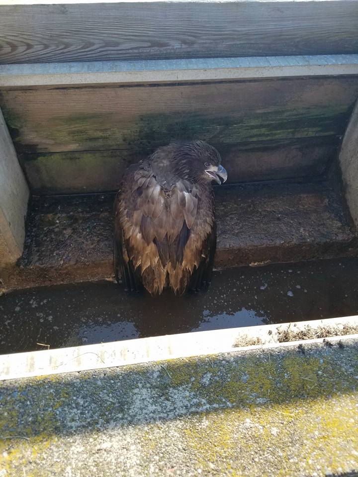 This immature Bald Eagle was discovered in the Merrill sewage treatment plant, was rescued and transported to us for treatment. 