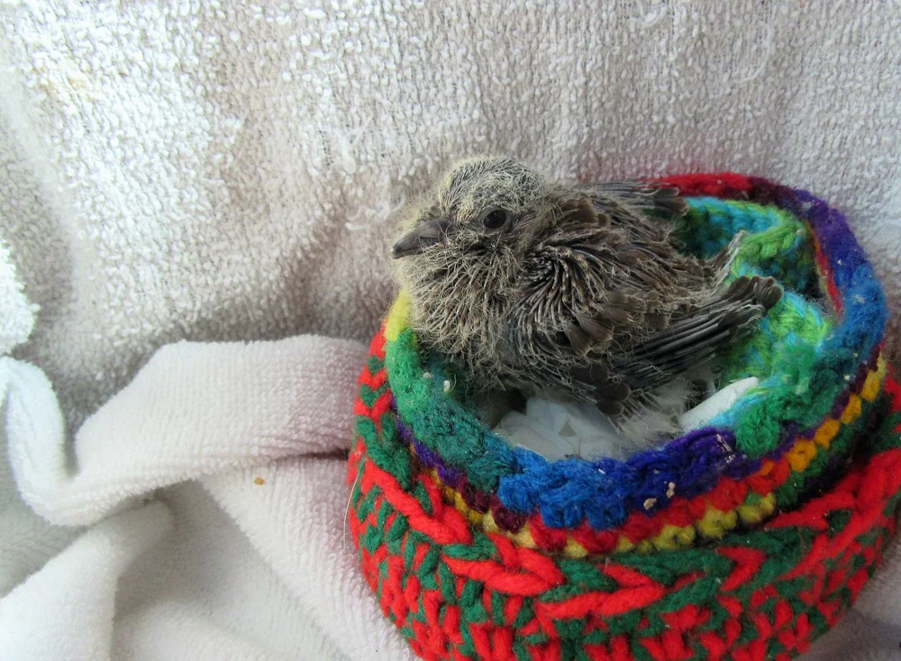 Baby Mourning Dove Admitted Raptor Education Group Inc