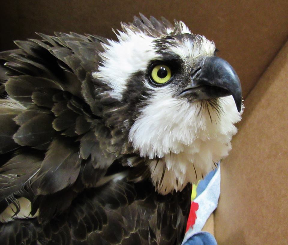 Osprey have beautiful faces! 