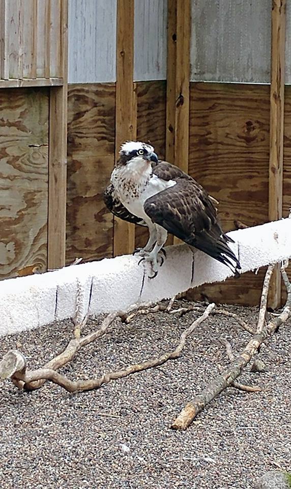 Today McDill Osprey is starting to fly.