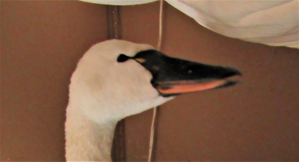 turndraSwan2.jpg