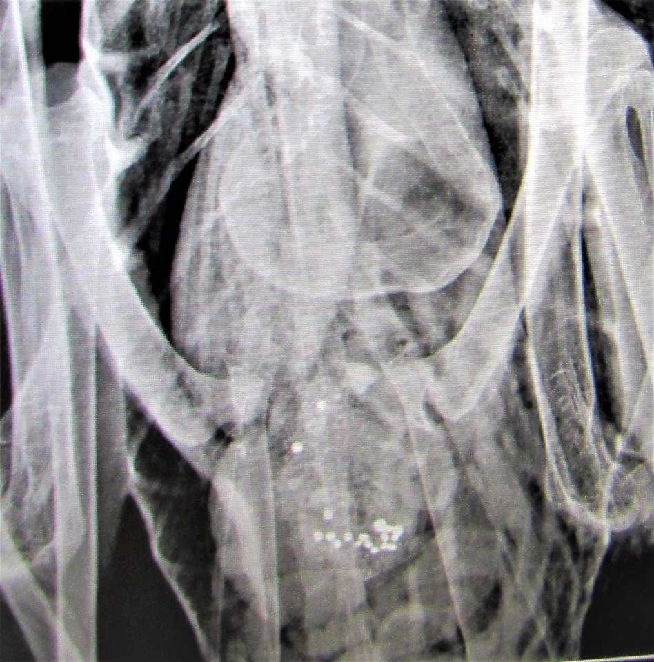 Seventeen lead pellets are visible in the intestine of Tundra swan #124-18 . The placement means she ingested the pellets likely while feeding from a pond or stream.