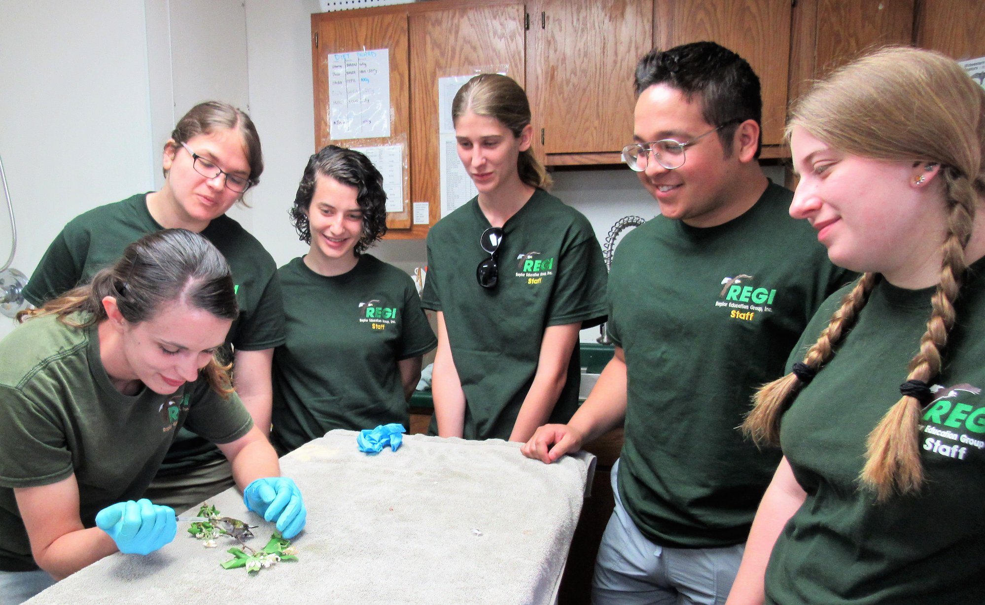 Second patient was a tiny Ruby-throated hummingbird.Interns look on.