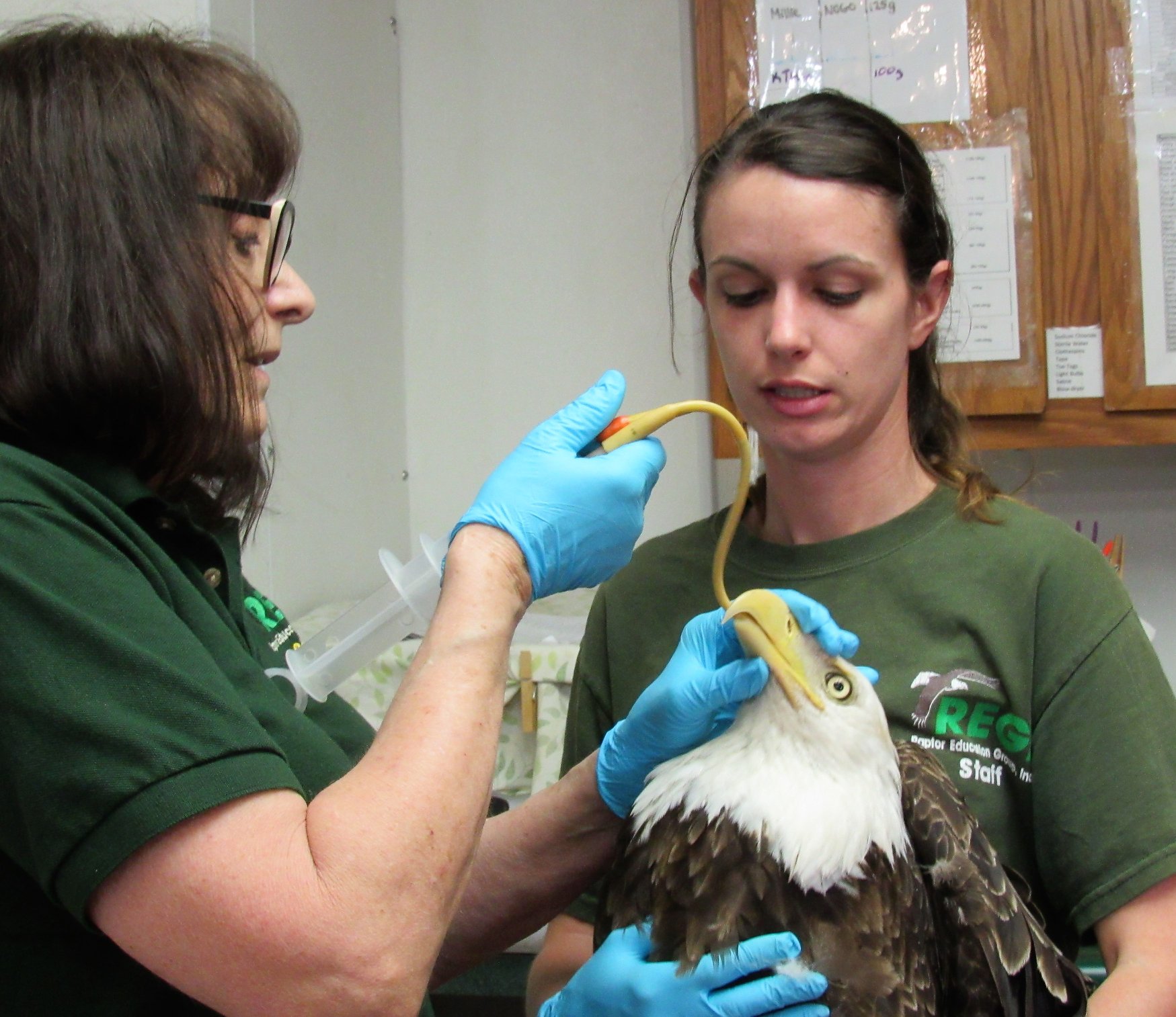 Tube feeding critically ill birds is vital to their survival when they are unable to eat whole food. In lead poisoning the digestive system shuts down.