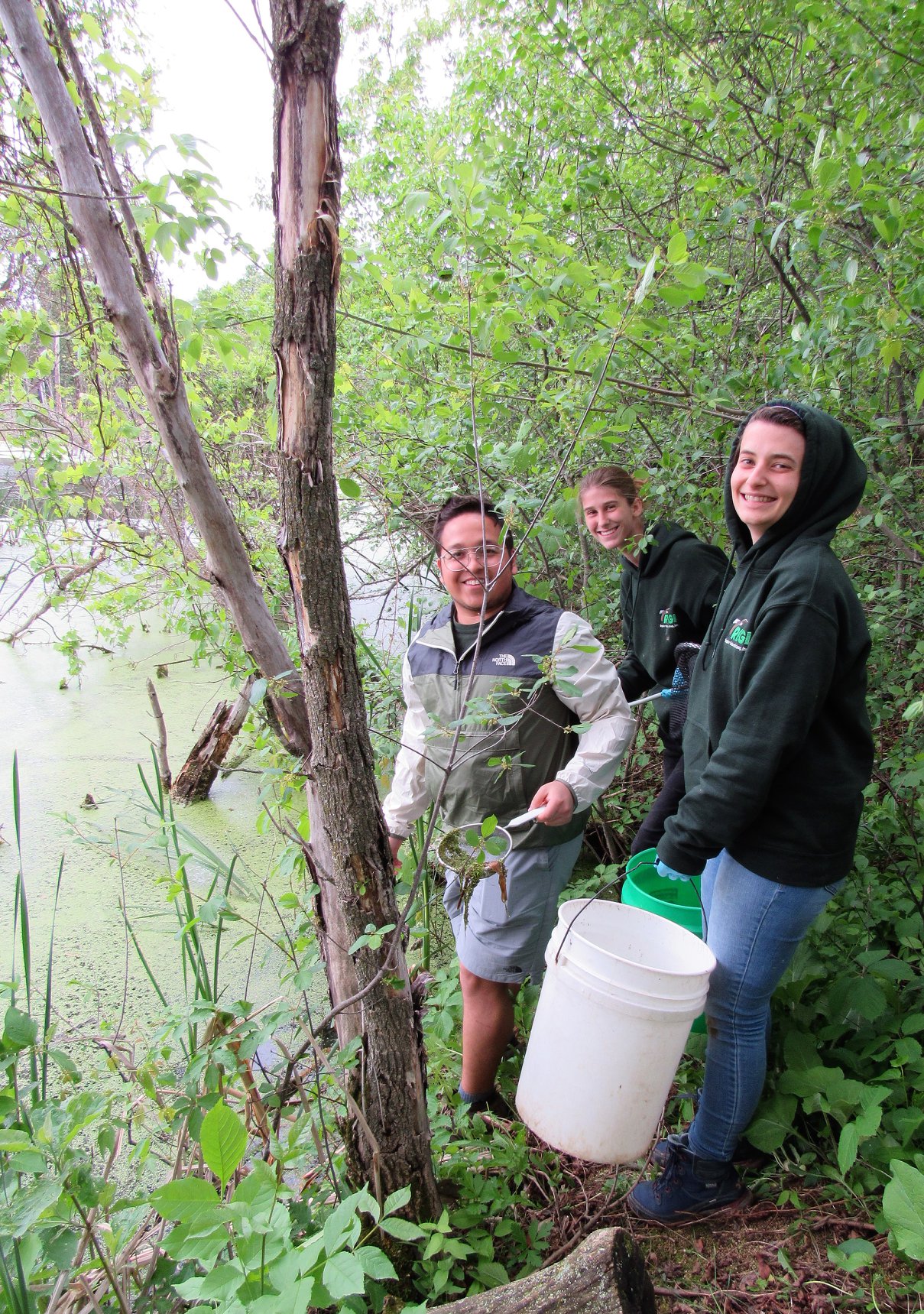 Interns capturing wild duck weed. We need a LOT of clean duck weed to feed our growing colony of baby ducks.