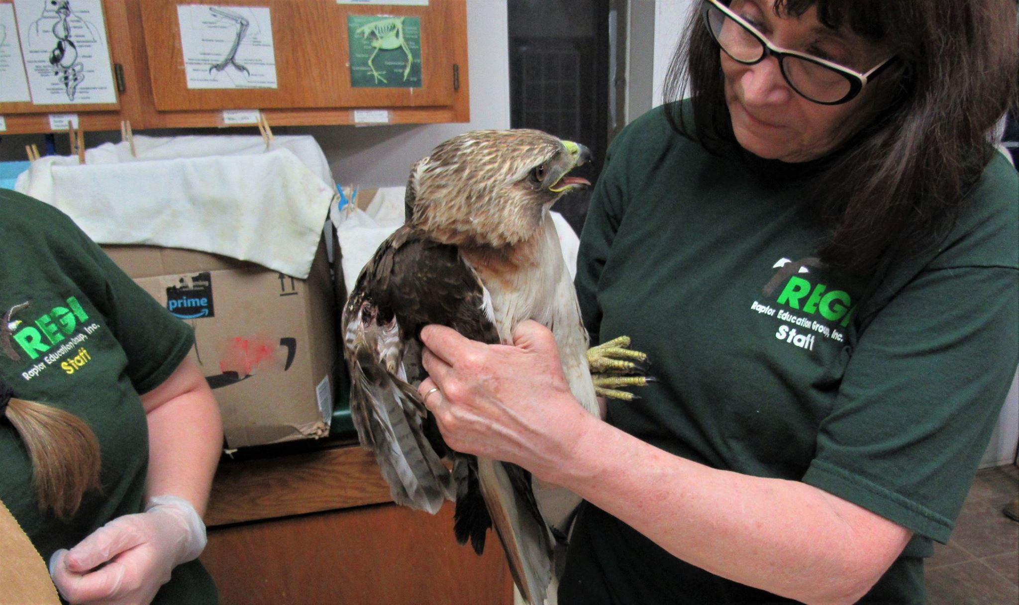Thanks to Dawn Dawn Wilhelm Stein for transporting this beautiful red tailed hawk to us for care.