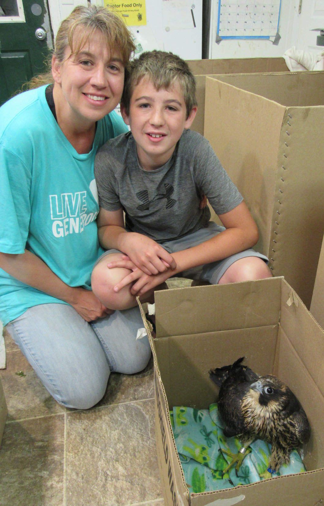 We are grateful to the entire Steffen family for rescuing this peregrine falcon chick and then transporting her to REGI for care.