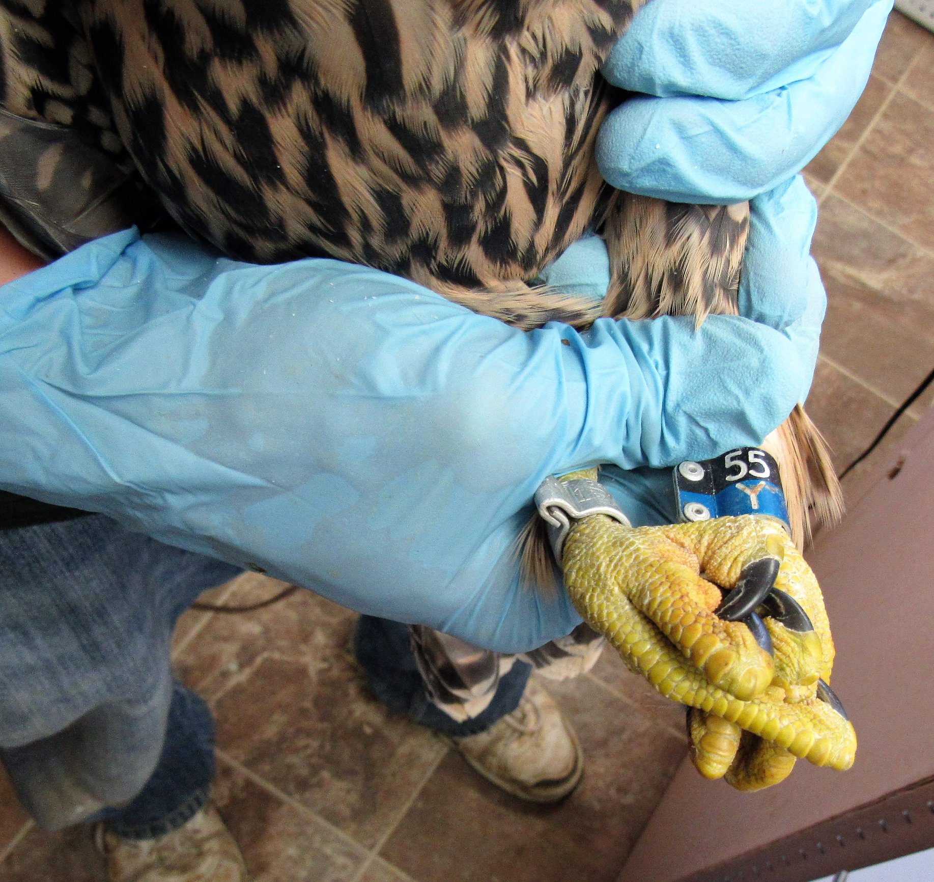 The peregrine falcon chicks are banded with identification bands as well as bands from the FWS Dept of the Interior..