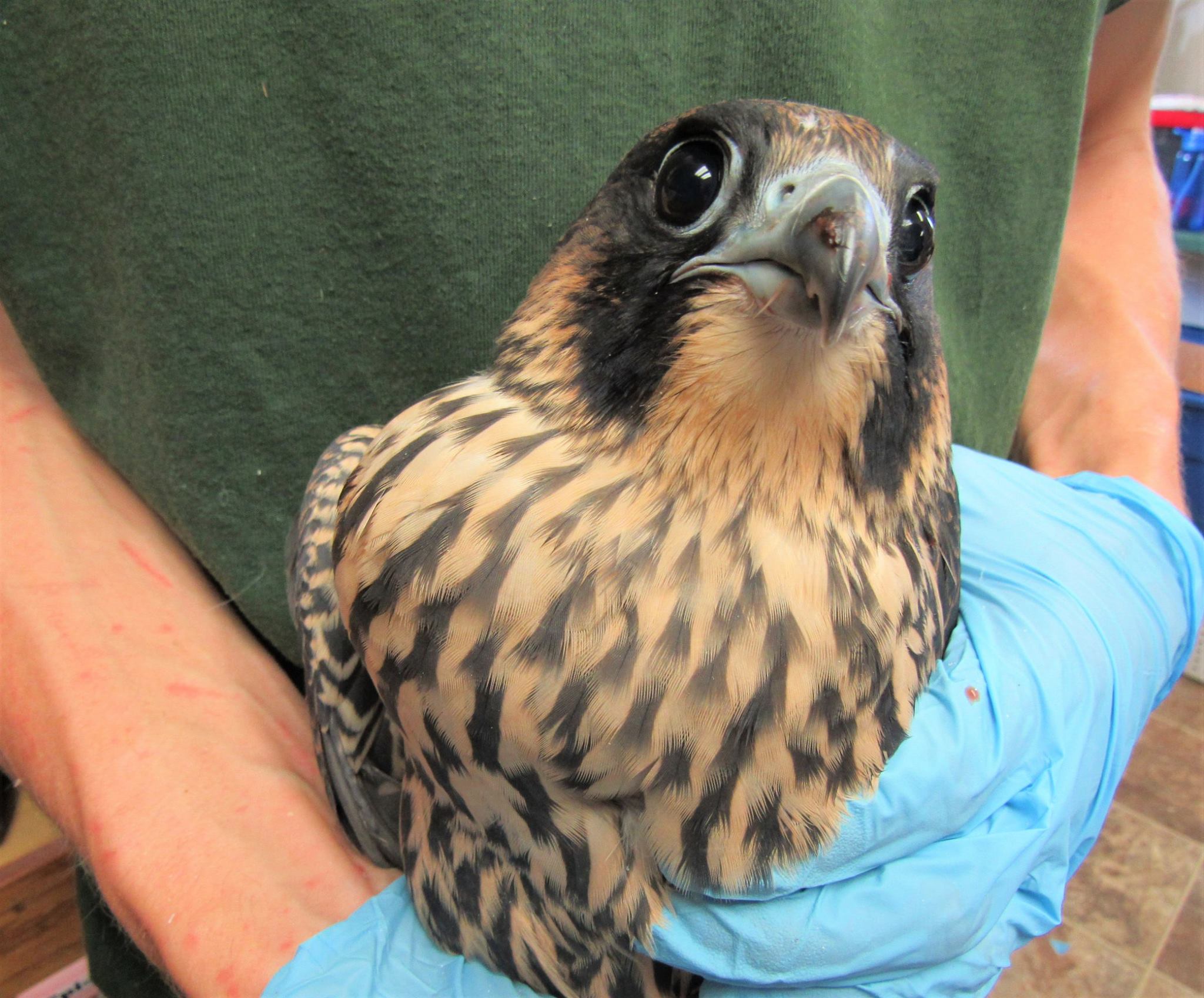 The young peregrine is a beauty even if she has a bit of her lunch left on her ample beak.