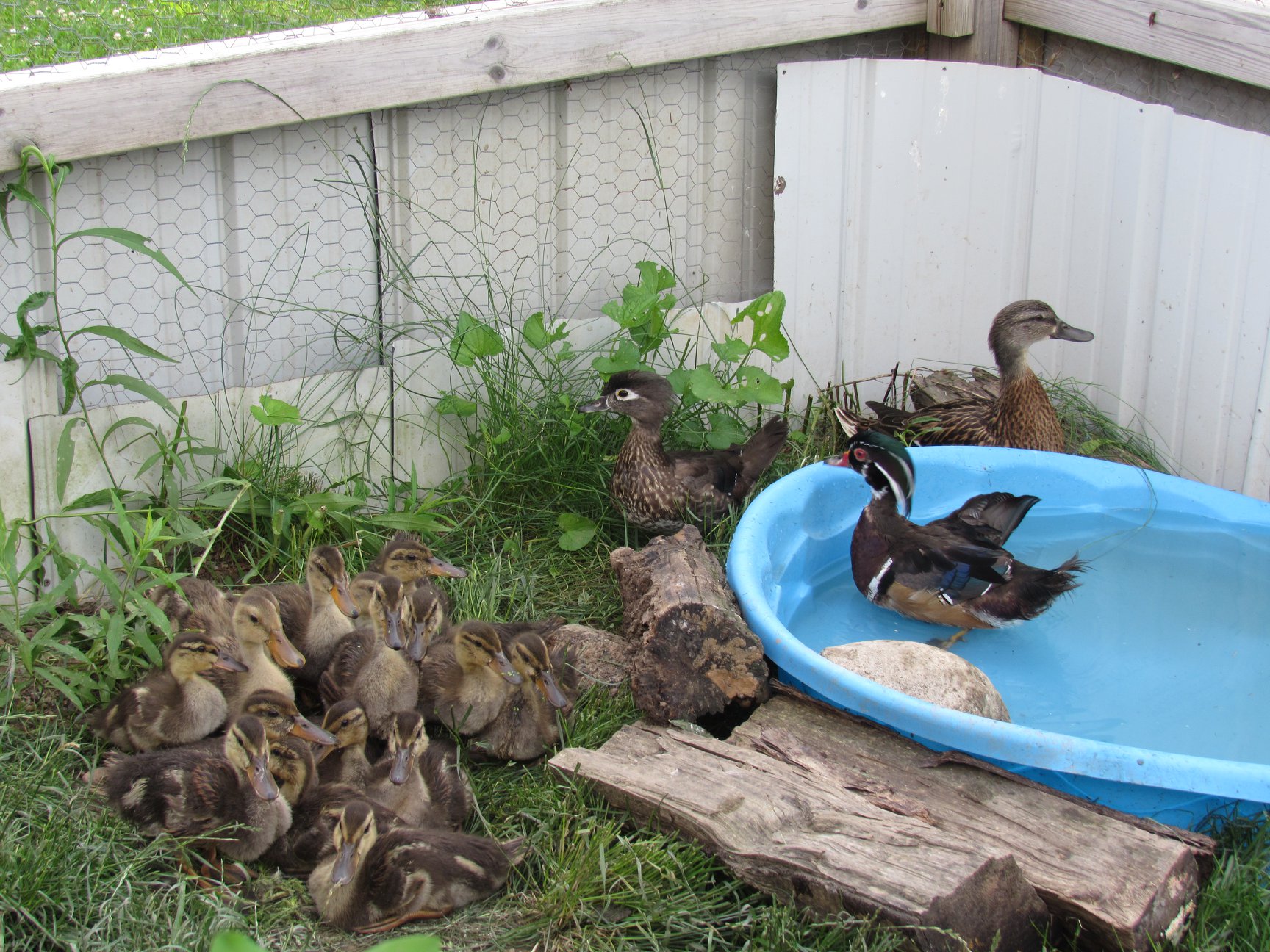 Now outside with the foster parents our oldest group of ducklings is acclimating to the outside temperatures and weather.