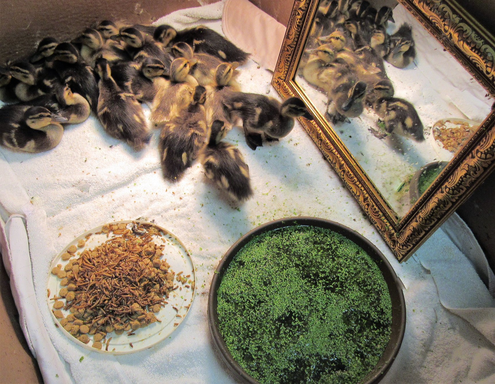 Mallards ducklings from many incidents that caused them to be orphans, form a nice big "family".