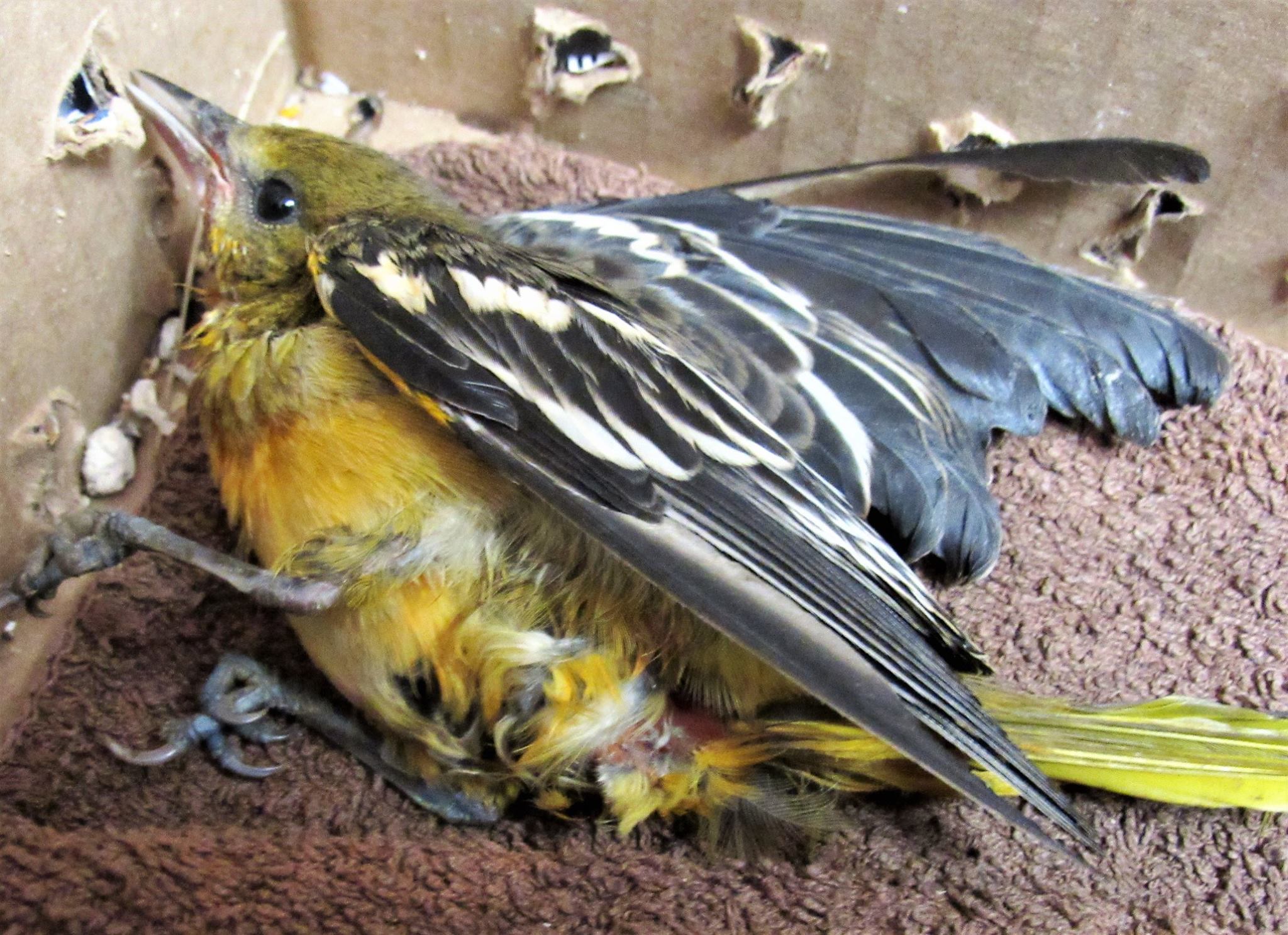 Mom Baltimore Oriole was fatally injured defending her chicks from a cat. The entire family including the chicks were killed.
