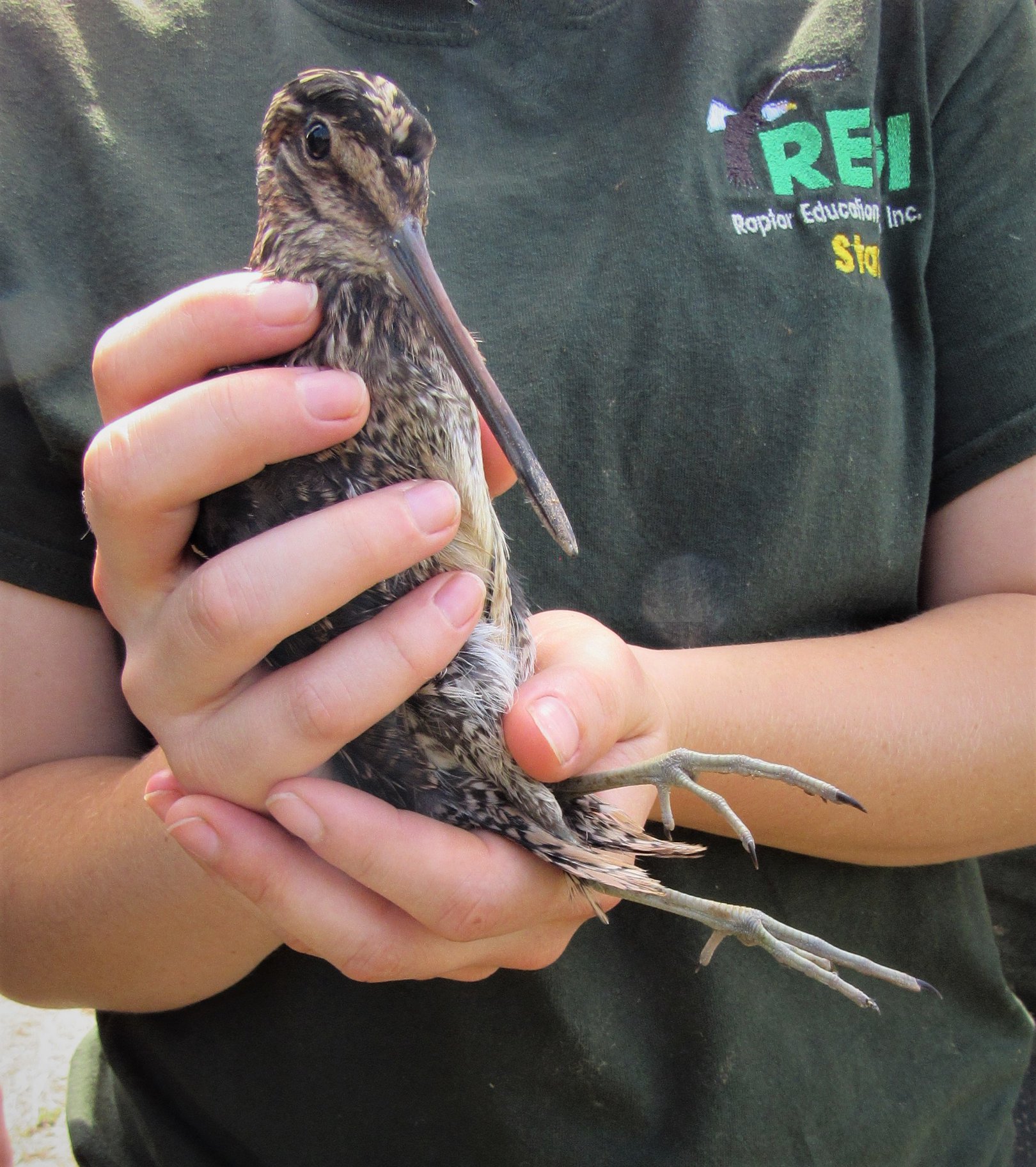All grown up! Wilson's snipe