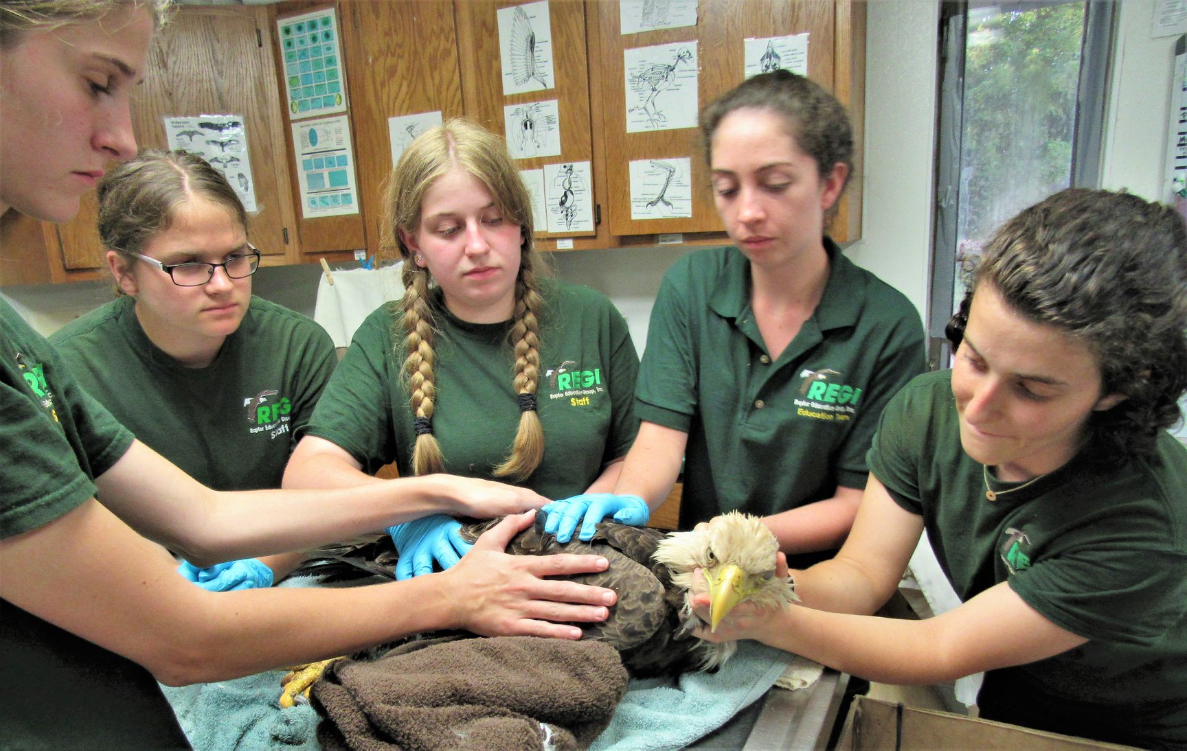 This unlucky Bald Eagle encountered an animal at a landfill that had been euthanized, a toxic mix of medications. The medication is meant to end life and it is effective even when if the remains of the euthanized animal is eaten by a scavenger. The interns all assisted in holding the eagle when she was admitted as her sinecures were so severe. We are delighted that she is recovering. — with Regina Lobner, Brittanie Loftin, Addie Swenson and Laura Sánchez