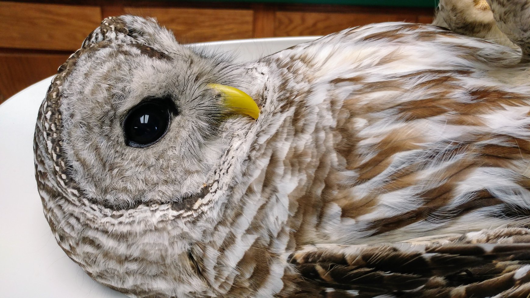 This handsome Barred Owl is feeling better and is preparing for release to the wild.