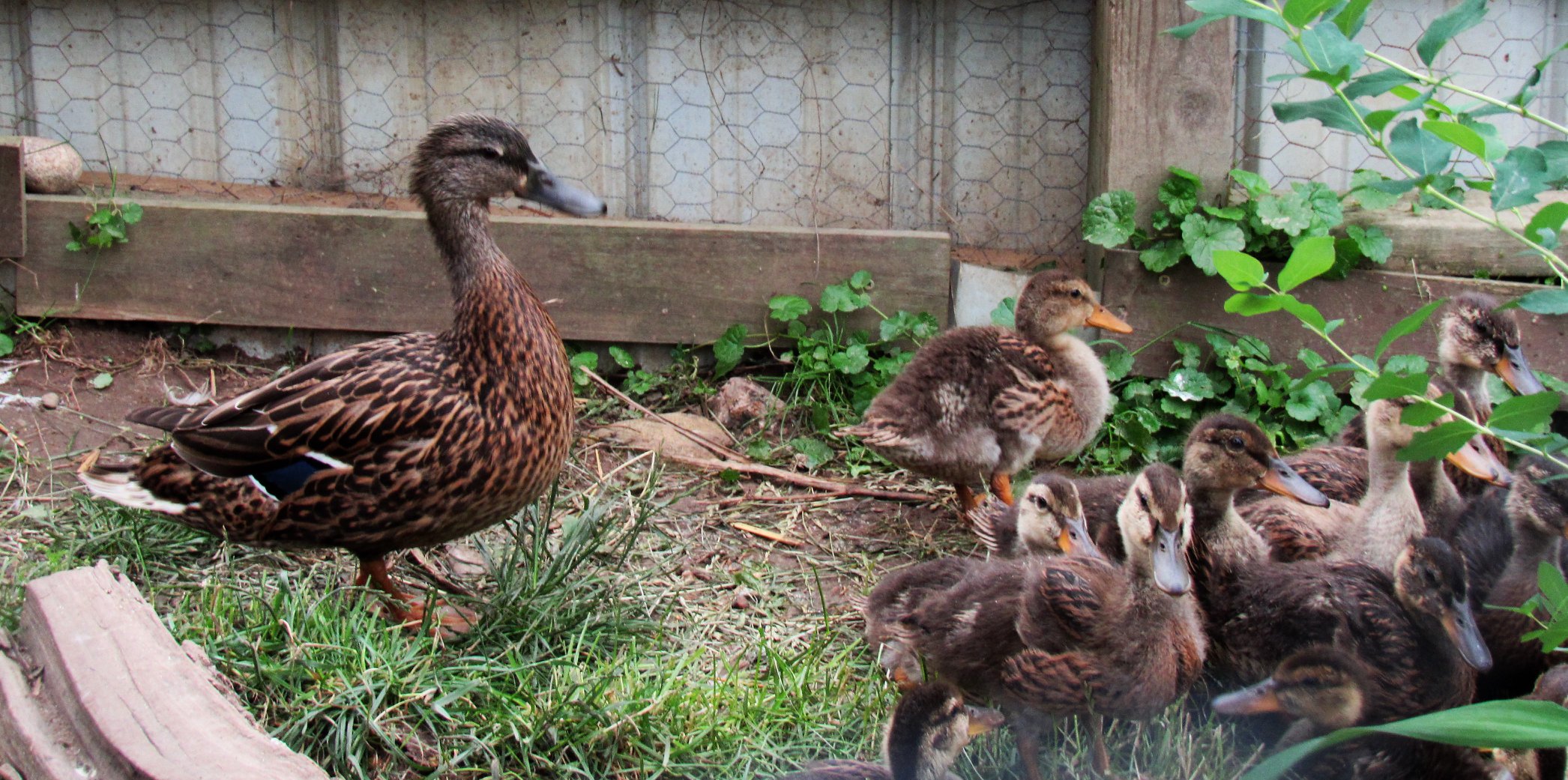 The foster mom Mallard duck looks after her foster babies