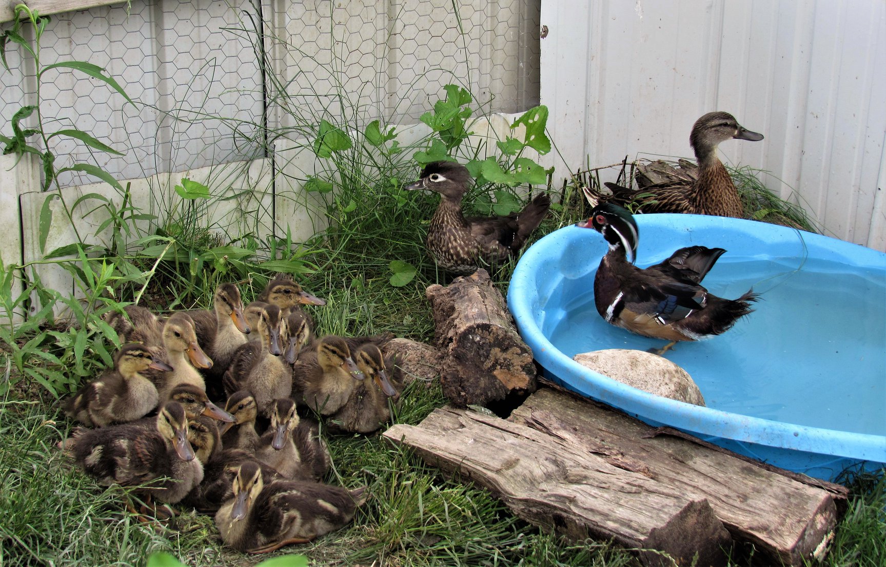 Our hard working foster parents ducks, a male and female Wood ducks and female Mallard, look after their mixed brood of ducklings. The foster parents allow the ducklings to grow up wild and as normally imprinted to their own species.