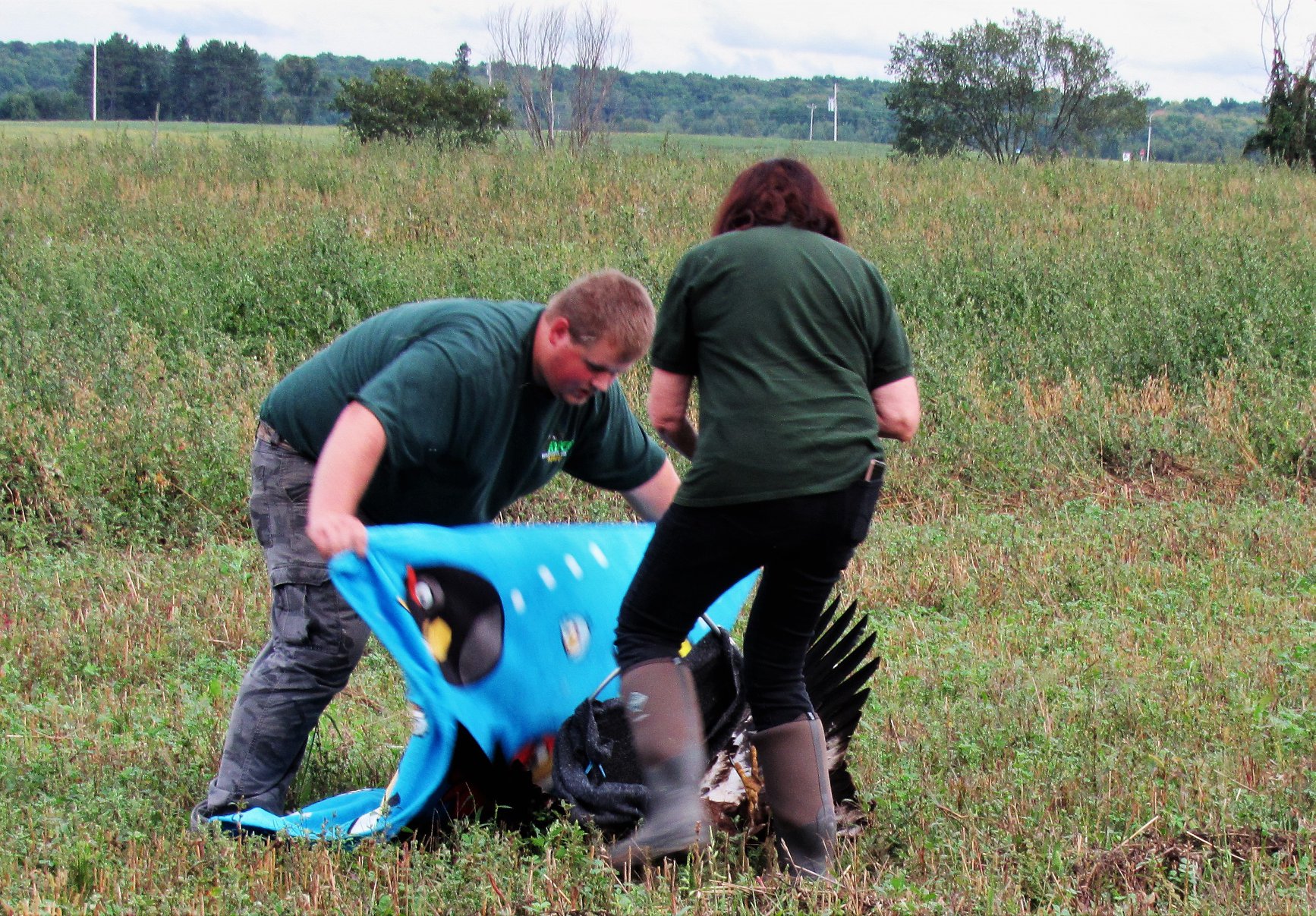 Hunter Petroskey helped in the capture of the bald eagle in the field in Polar, WI