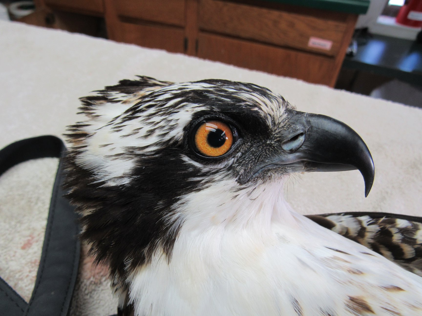 Immature Osprey