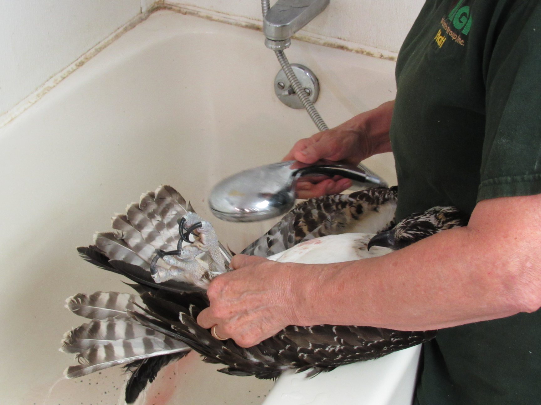 Washing the osprey off to check for any additional injuries.