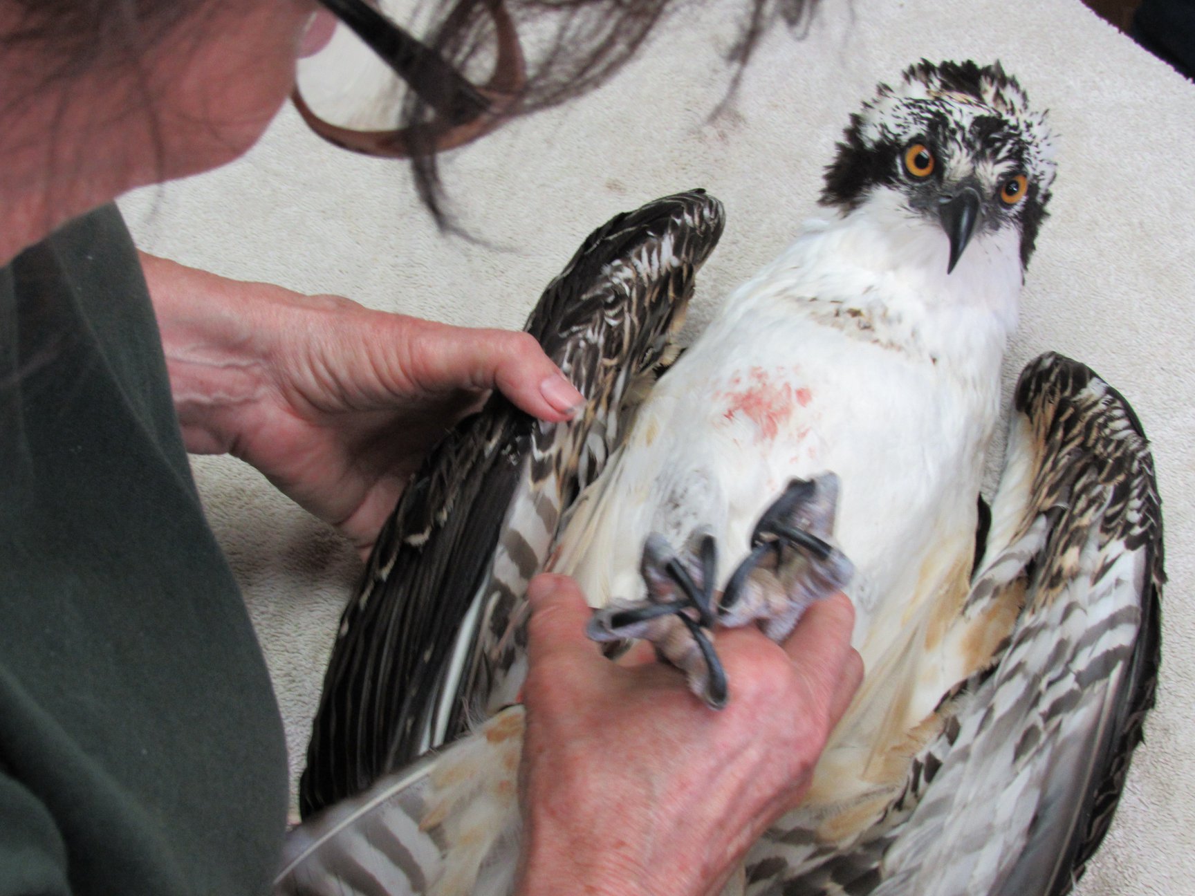 Osprey have amazing eyes and coloration.