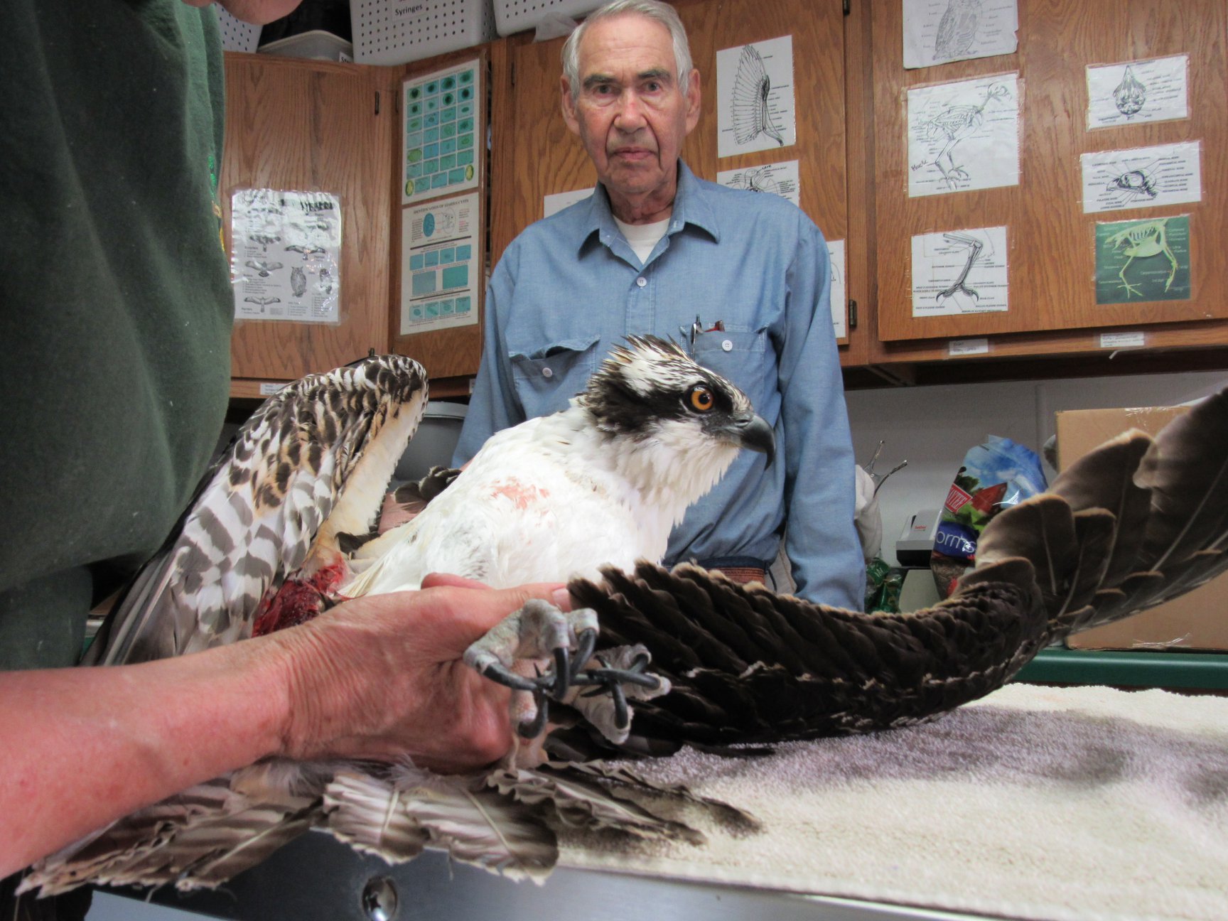David and Judy Marshall transported the Osprey to REGI for care from Stevens Point.