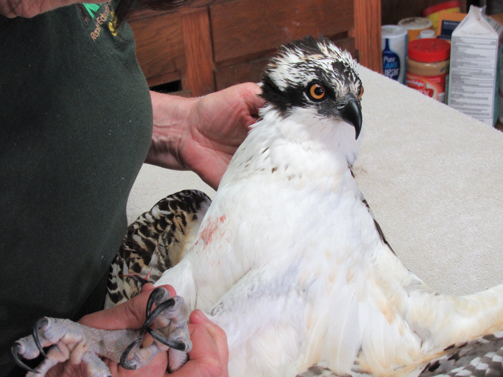 A beautiful young Osprey had a bit of bad luck in Stevens Point yesterday and injured him wing.