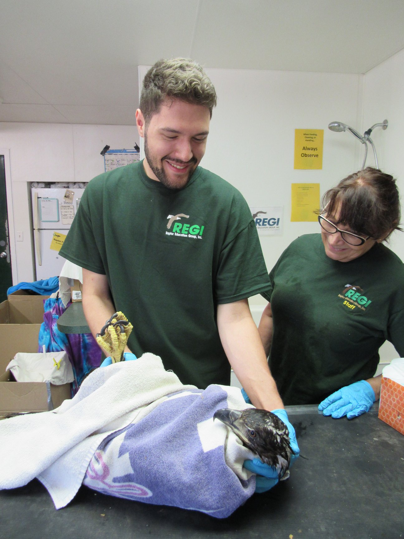 Teagan Iwanski, Fall intern takes an opportunity to dry off the eagle.