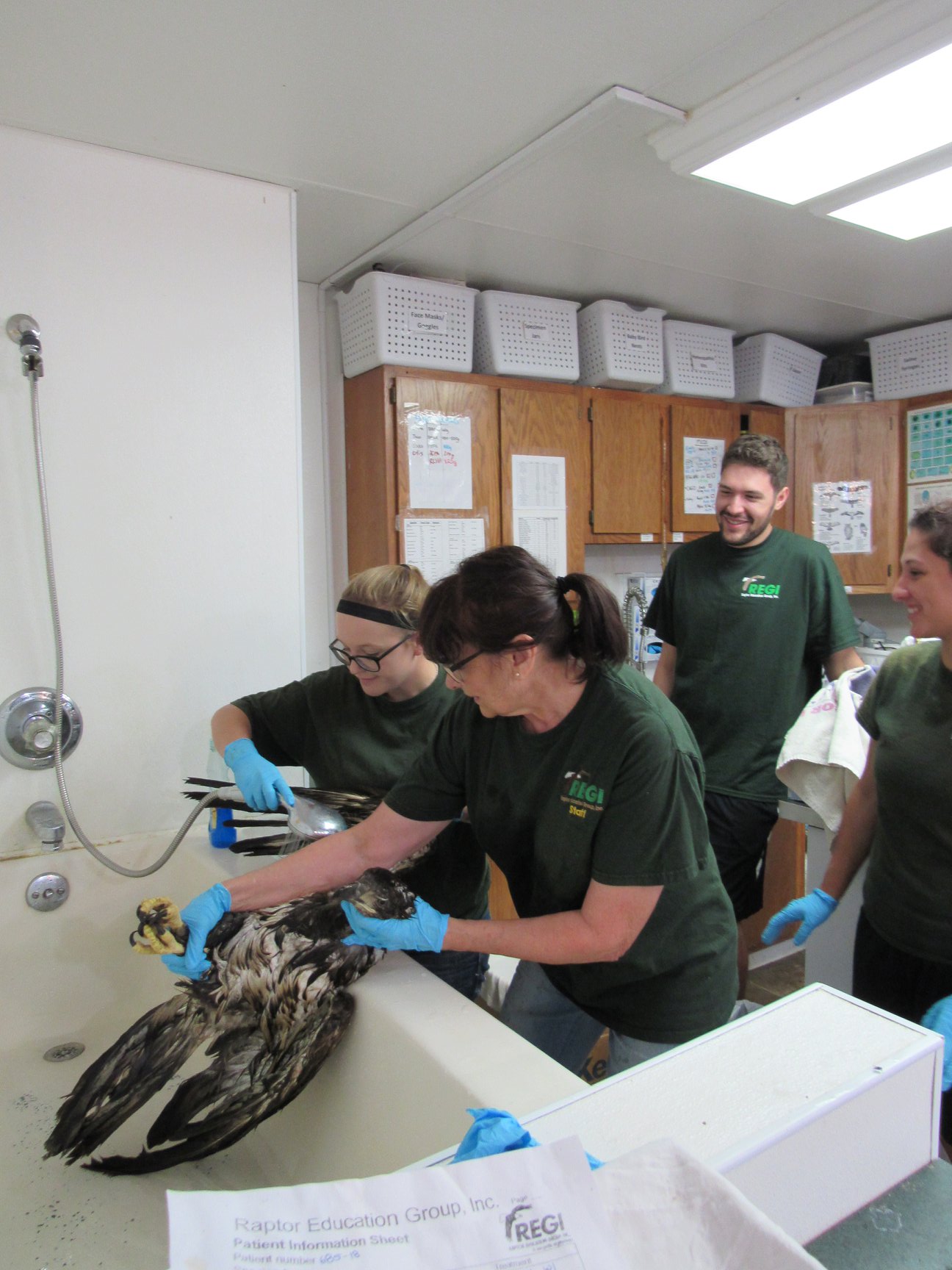 Intern Sarah Storandt scrubs up an eagle wing!