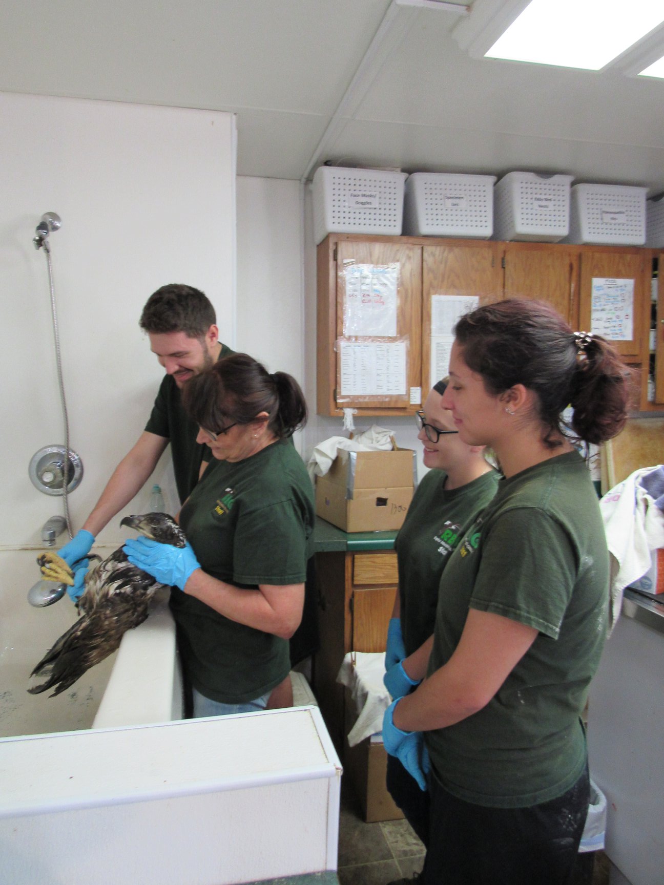 The fall interns all got a chance to try their hand at washing a bald eagle. This eagle needs lots of washing to free himself of the mess he got into.
