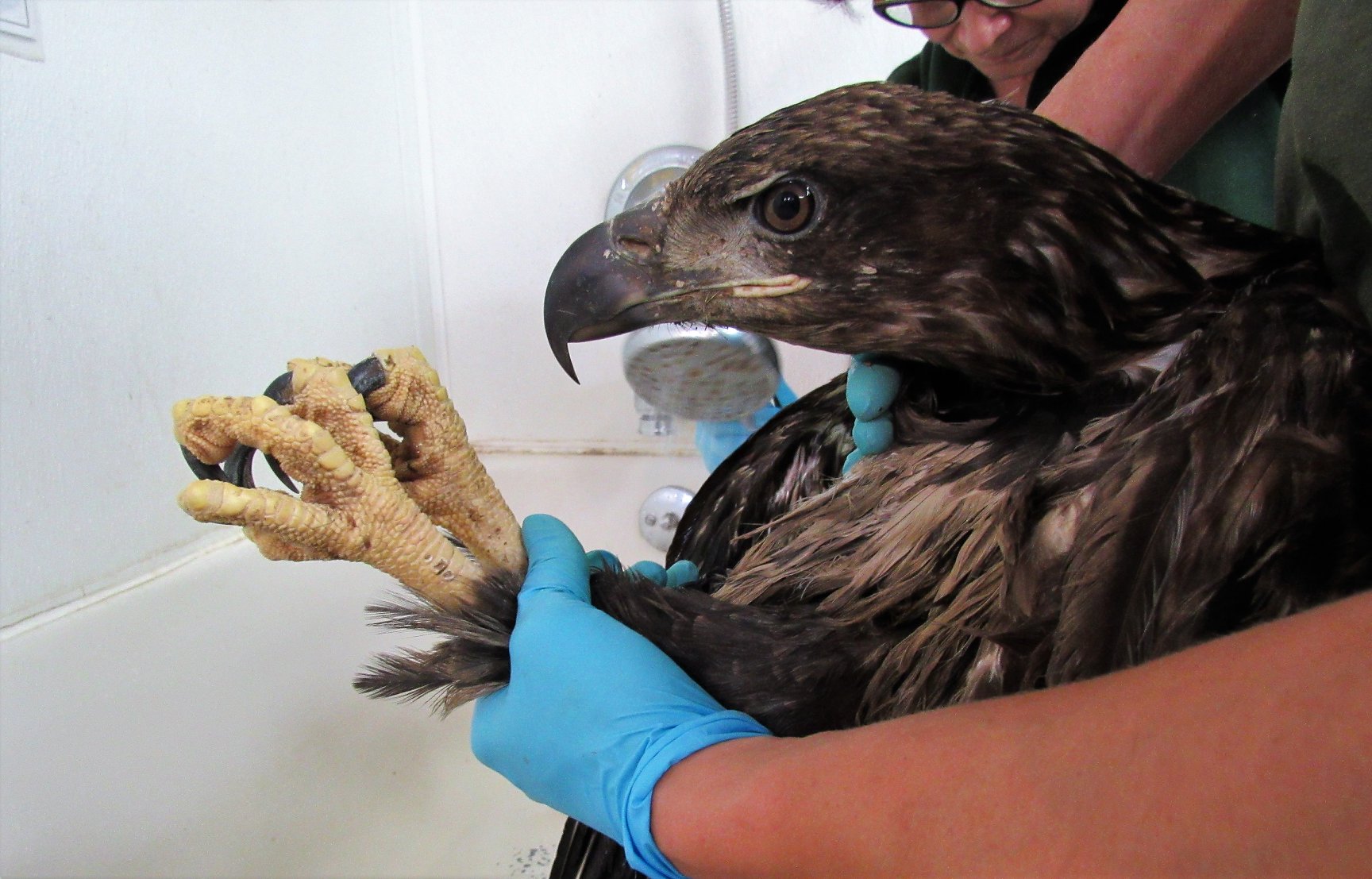 Beautiful male Bald Eagle!
