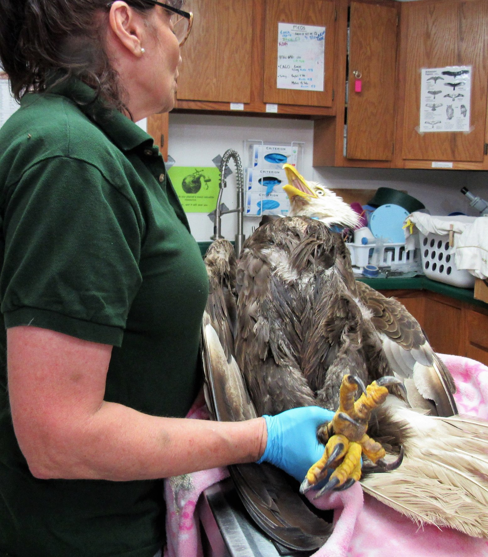 The bald eagle has a huge foul smelling crop.She also has lead poisoning and neurological symptoms.