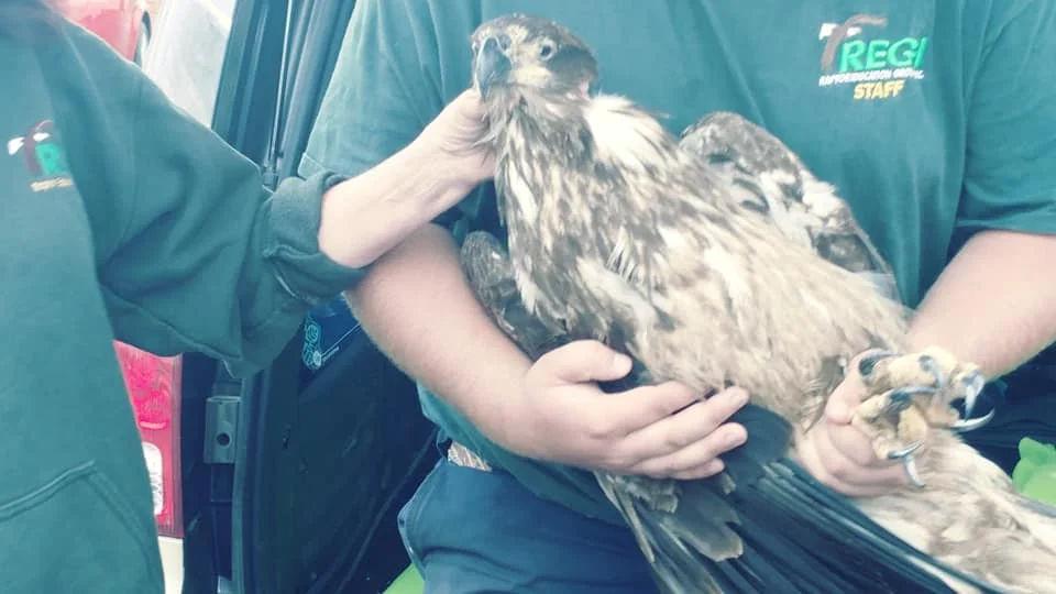 The young eagles eyes are affected as the pox, now healed put scabs on her eyelids which affecting her abilitiy to close her eyes.