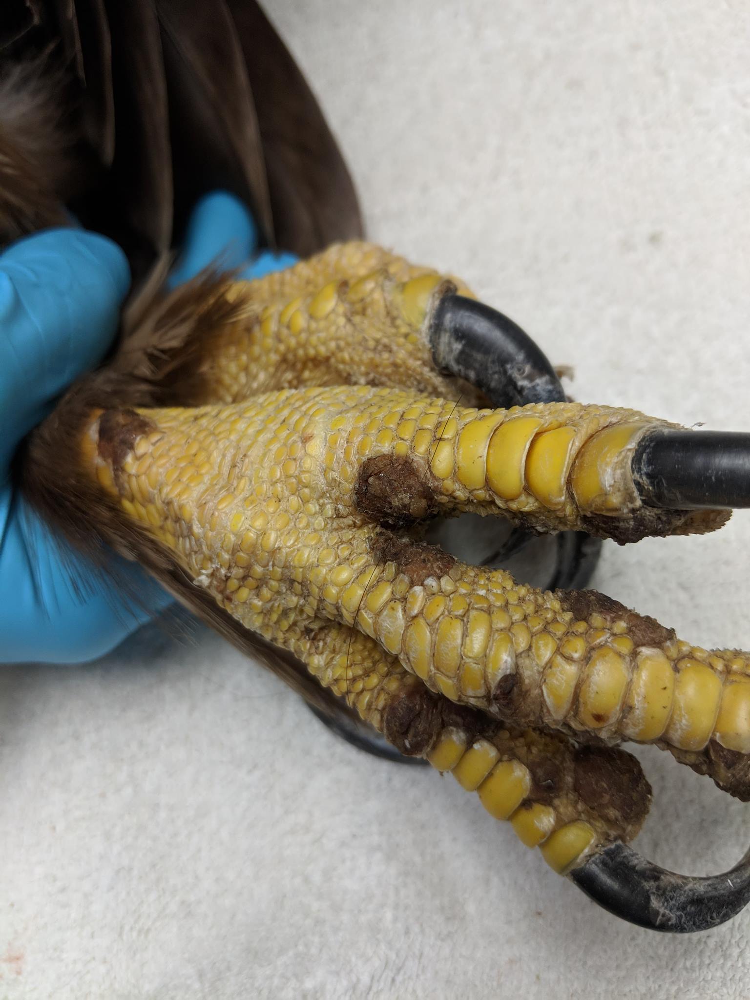 Pox can show up on any parts of the body that do not have feathers.
