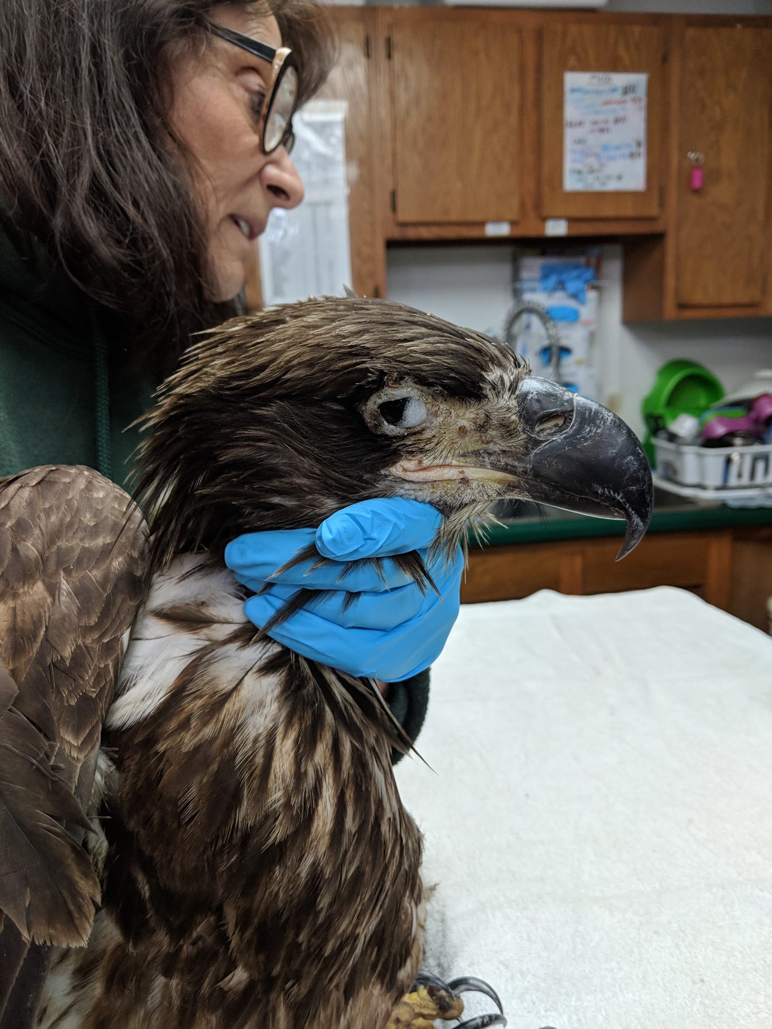 Scars from avian pox are on the young eagles face and eyelids.