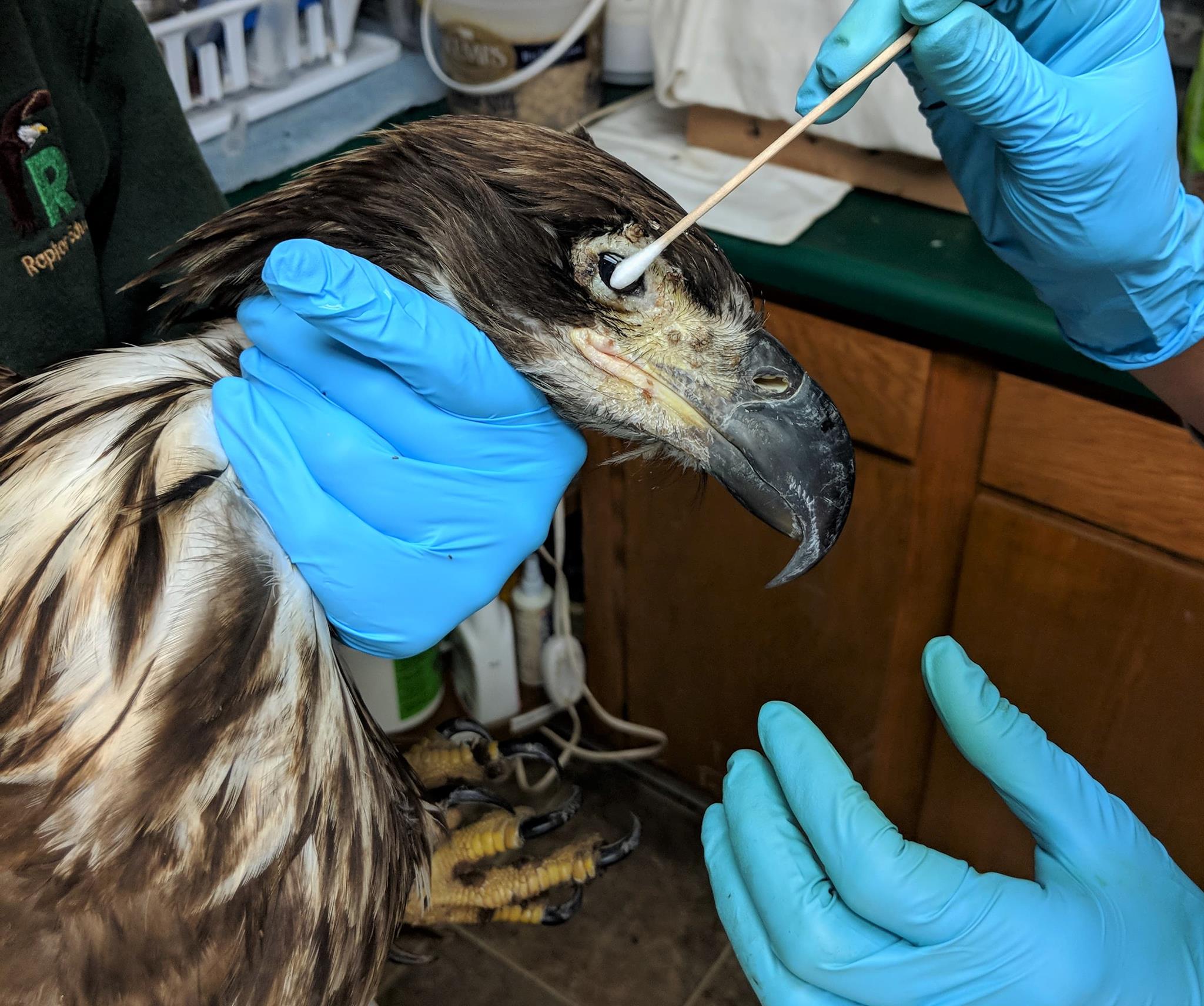 They young eagle has the dry or cutaneous type of avian pox. It is not contagious to humans however is contagious in the infectious stage to other birds.