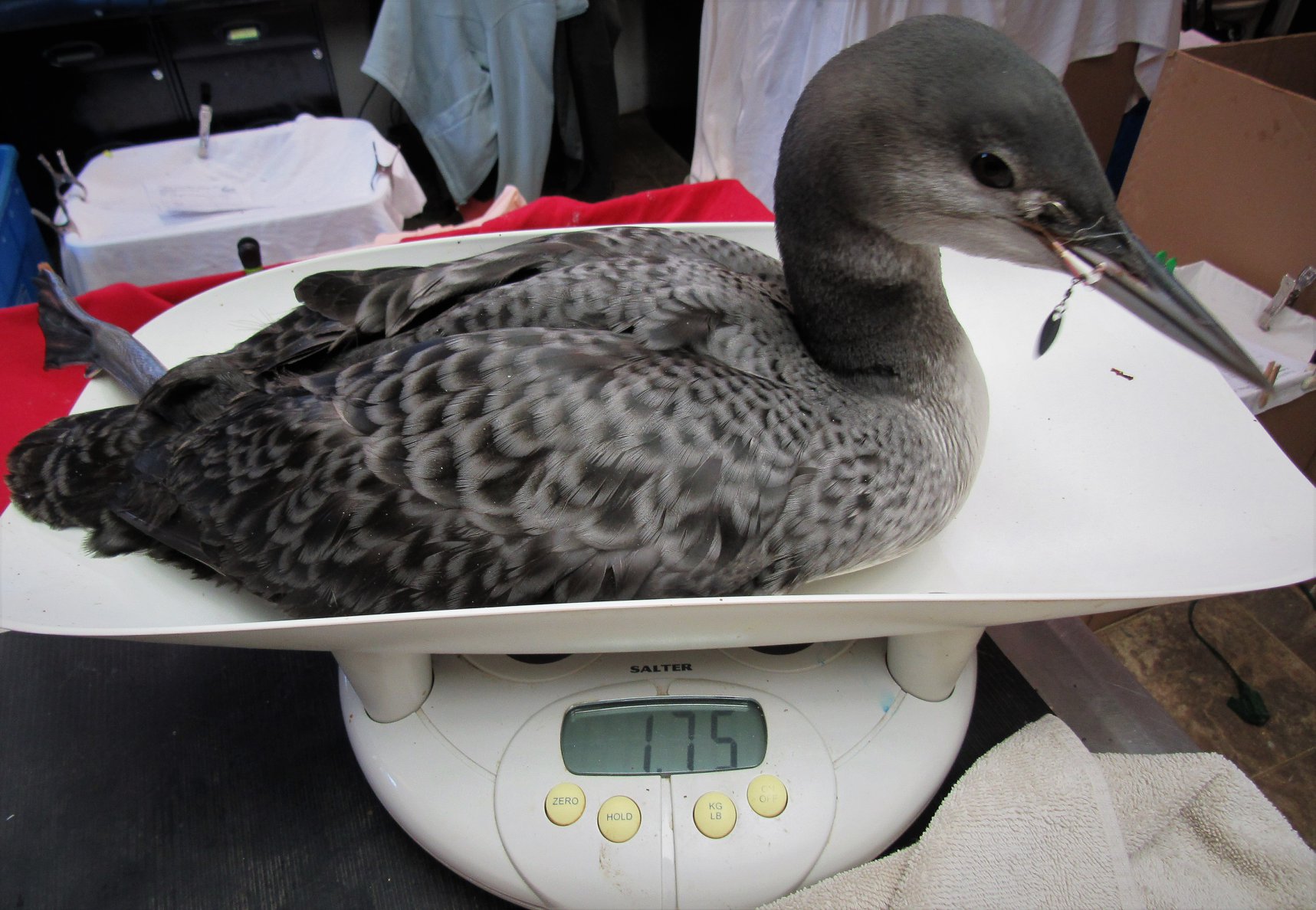 This 9 week old young loon is about as emaciated as we have ever admitted.
