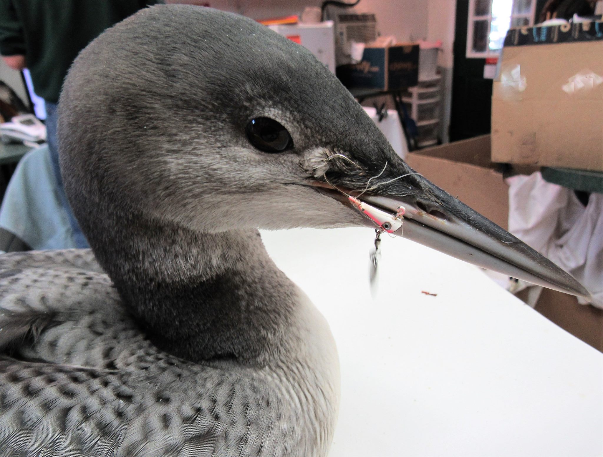 A fishing lure/spoon and hook was embedding into this 9 week old loons face and beak. Line was wrapped tightly around her beak and entended down her throat into her digestive system. 