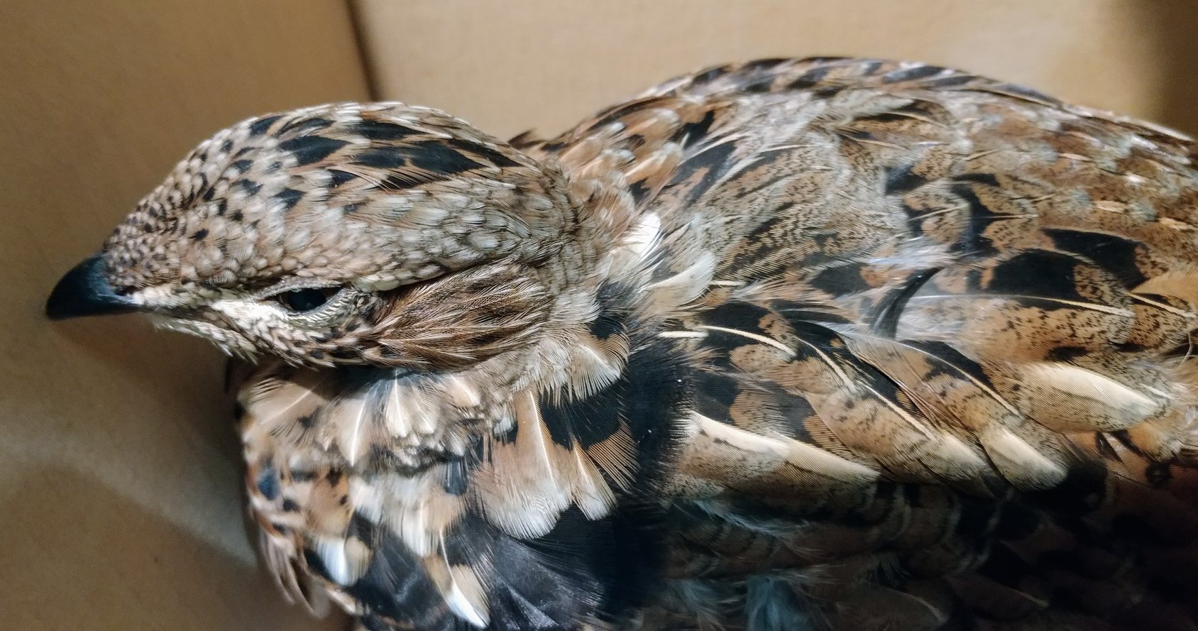 Ruffed Grouse hit a window and then was attacked by a cat.