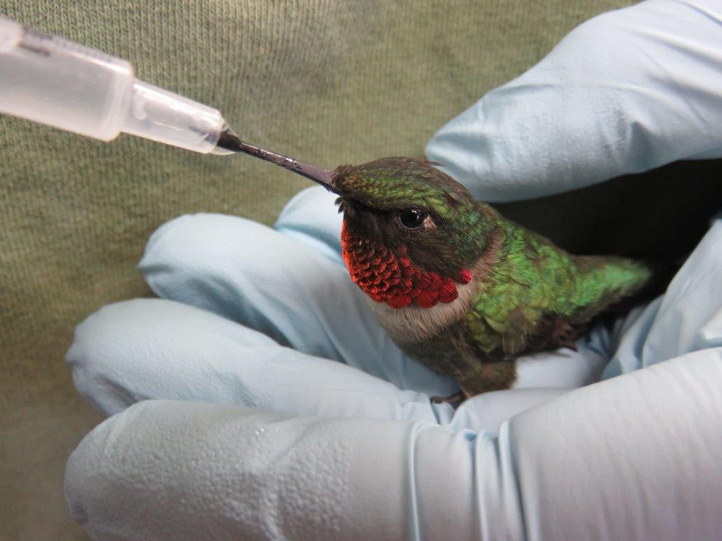 Tiny tykes are still migrating through NC WI on their way south.